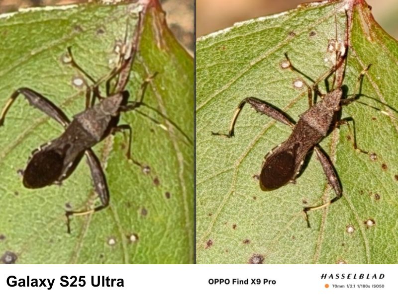 So sánh camera OPPO Find X9 Pro với Galaxy S25 Ultra