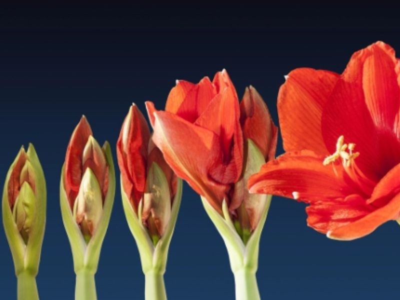 Quay time lapse hoa nở